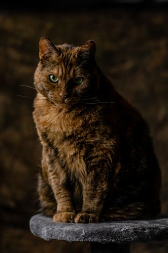 A vertical closeup shot of a big fat ginger cat sitting on a stone with an angry look