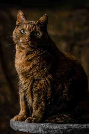 A vertical closeup shot of a big fat ginger cat sitting on a stone with an angry look