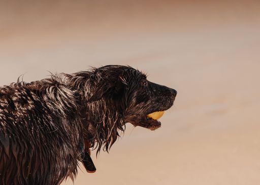 A closeup of an Irish Wolfhound holding a ball in its mouth, on a sandy beach at golden hour