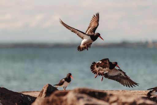 A closeup of Eurasian oystercatchers (Haematopus ostralegus) flying over rocks on the beach