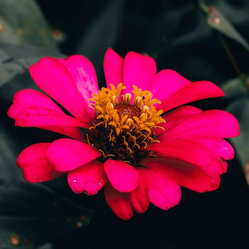 A close up shot of a pink zinnia flower isolated on a blurred background