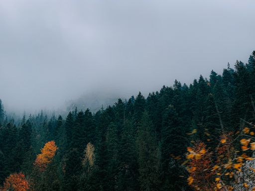 A beautiful shot of a forest on the misty mountainside