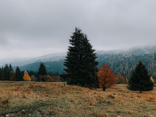A beautiful shot of a forest on the misty mountainside
