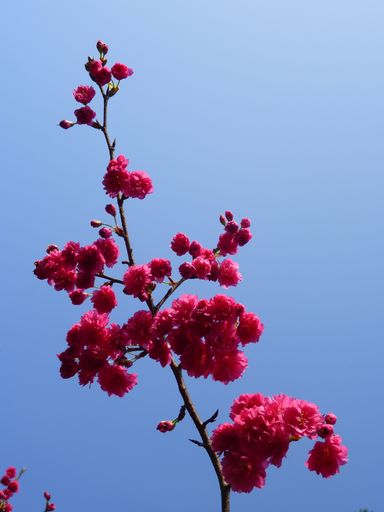 A selective focus shot of beautiful cherry blossoms under a blue sunny sky