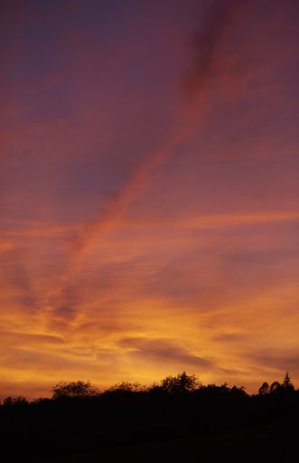 A vertical shot of a forest silhouette under a beautiful pink sunset