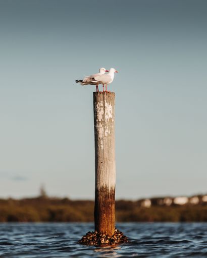 A vertical shot of two seagulls standing on a wooden mooring pole in a sea