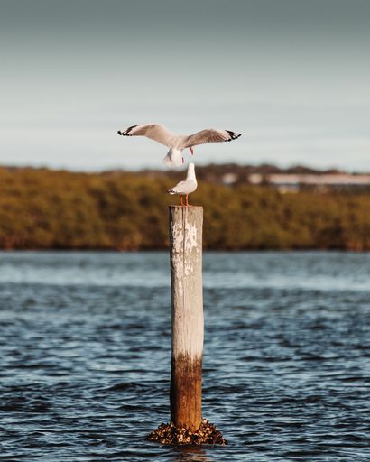 A vertical shot of two seagulls on a mooring pole with one flying away