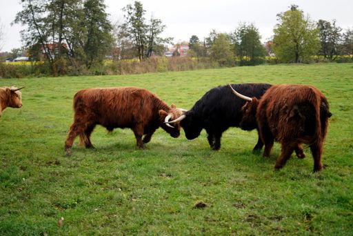 A closeup shot of bulls on the lawn in the farm under the daylight