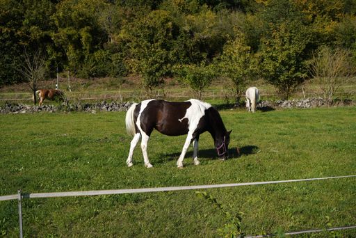 A beautiful shot  of a grazing pinto horse horse