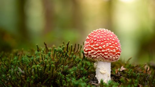 A selective focus shot of a small fly agaric growing in its natural environment