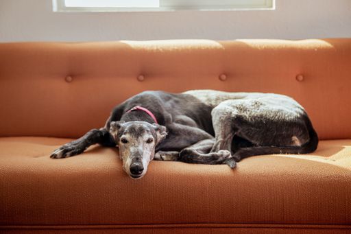 A black Greyhound dog sitting on a brown sofa in a house