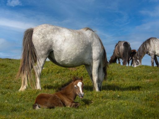 A herd of wild ponies grazing with a young foal sitting on the grass in Black Mountains, Wales
