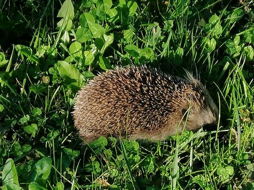 A top view of a cute hedgehog on green grass