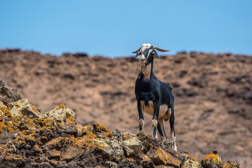 The curious goat looking straight into the camera