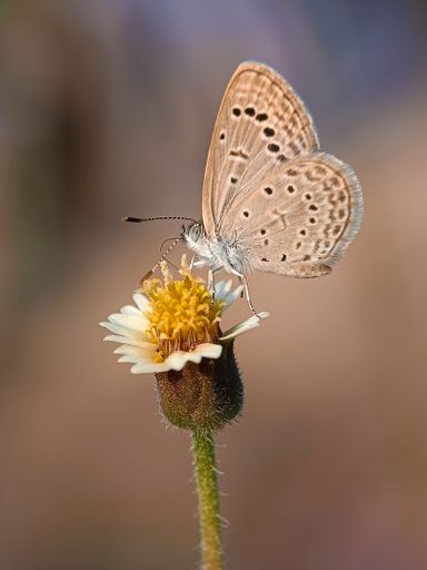 A vertical closeup of a cute Zizeeria karsandra, the dark grass blue butterfly on a flower