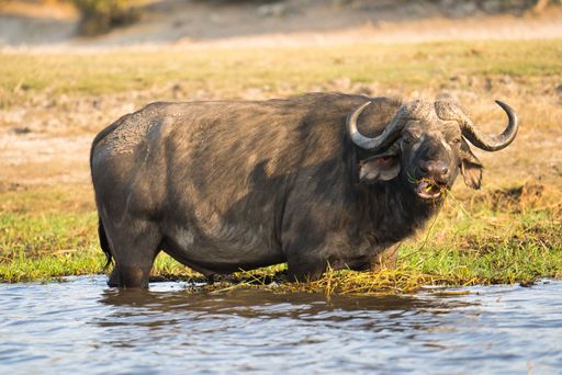 A Water buffalo eating grass near a lake and looking at a camera