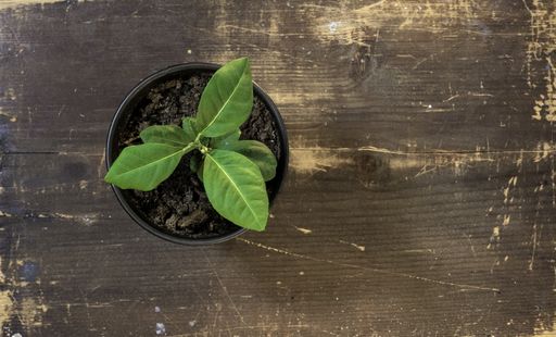 A top view of a cute tiny plant growing in a pot with soil on a wooden table