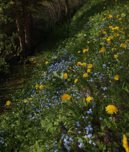 A vertical shot of colorful wildflowers growing on a grassy hill slope