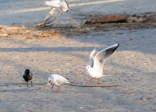 A selective focus shot of seagulls with jackdaw on a seashore