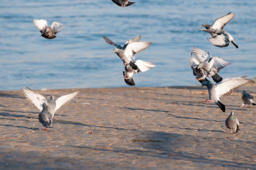 A selective focus shot of pigeons on a seashore