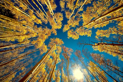 A low angle shot of a beautiful autumn landscape with yellow trees and blue sky