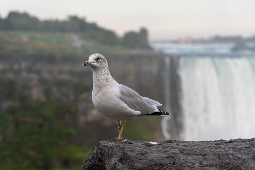 A selective focus shot of a seagull sitting on the pier