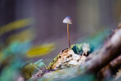A soft focus of a Psilocybe at a forest floor