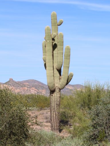 A vertical shot of an exotic cactus tree growing in a deserted area