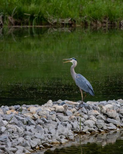 A vertical shot of a beautiful blue stork standing on the stones near the lake