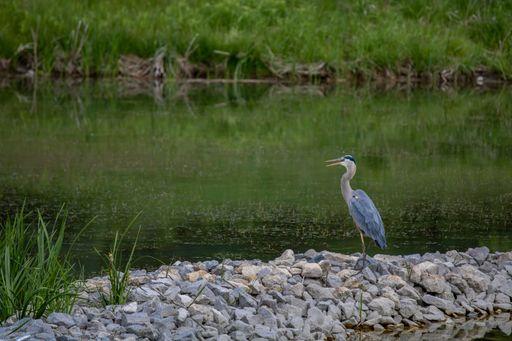 A vertical shot of a beautiful blue stork standing on the stones near the lake