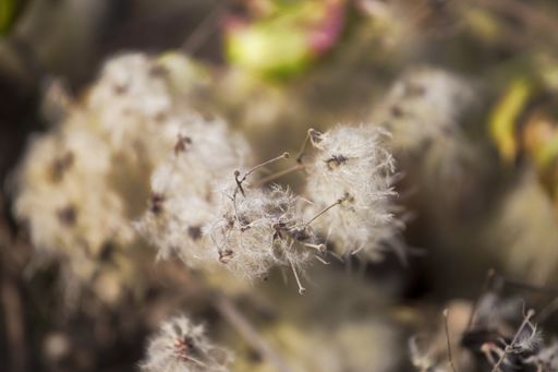 A closeup shot of fluffy white pappus seeds