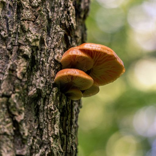 A closeup shot of mushrooms grown on tree bark with a blurred background