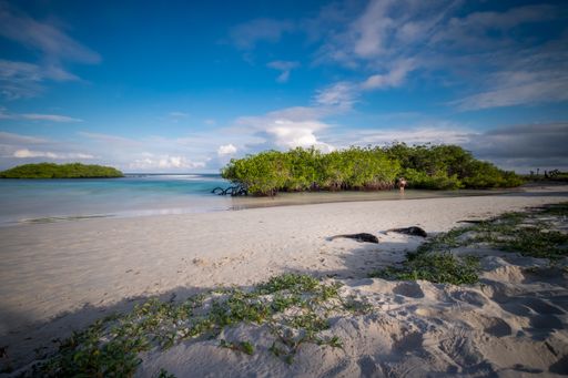 A couple of Iguanas sleeping on the sand  with some mangroves in the background at Tortuga Bay beach, San Cristobal Island, Galapagos, Ecuador