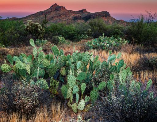 A beautiful scenery of green cactus plants in a grassy field with high rocky mountains in the background