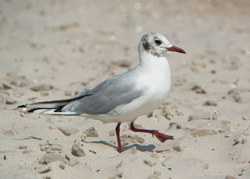 A selective focus shot of a white seagull walking on a sandy beach