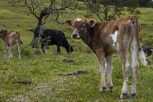 A closeup of calves in a field captured during the daytime
