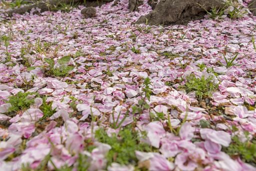 Sakura/cherry blossom petals over ground next to a tree roots at Maizuru Park in Fukuoka (Japan)