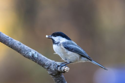 A selective focus shot of a cute tit with food in the beak perched on a branch