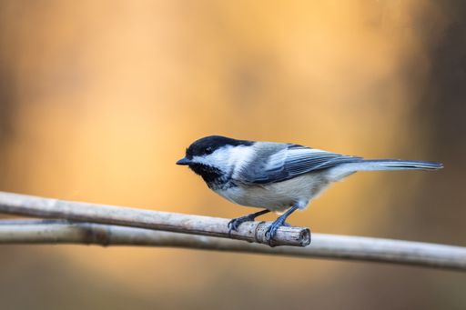 A selective focus shot of a cute tit perched on a branch