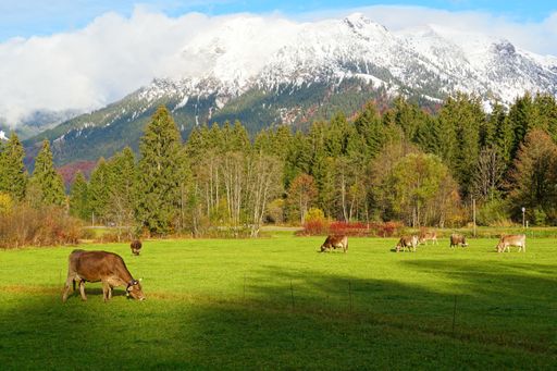 the cows grazing on the green field in the background of trees and snowy mountain