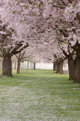 The blooming sakura in Schwetzingen garden