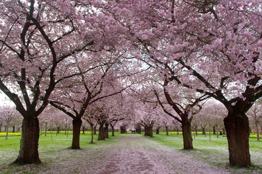 The blooming sakura in Schwetzingen garden