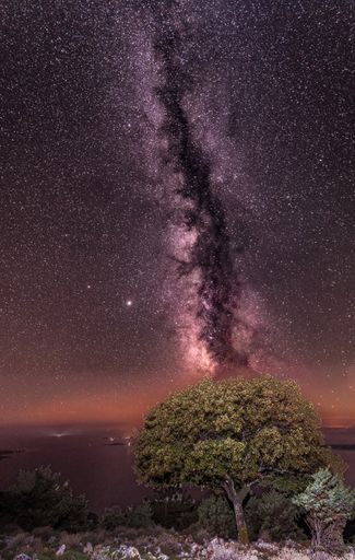 A shot of mesmerizing Milky way on the starry sky above lush trees