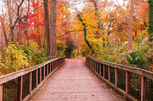 A beautiful wooden pathway going through a breathtaking colorful forest