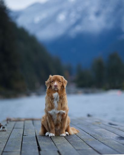 A cute Golden Retriever standing on wooden floor with blur snowy mountains in the background