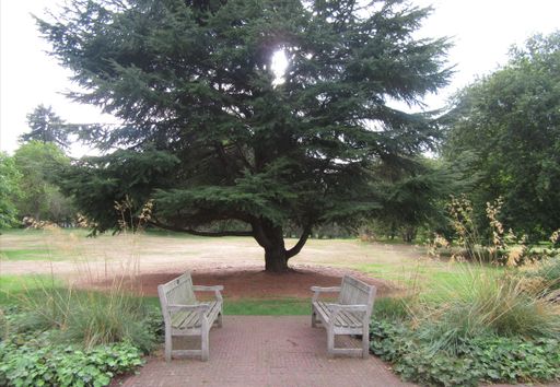 The two wooden benches near a green tree in a park