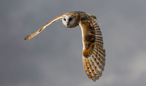 A selective focus of a barn owl flying over gloomy clouds blurred background