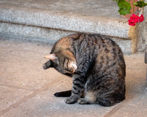 A closeup shot of a cute fluffy stray cat licking himself