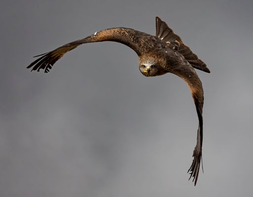 A selective focus of a barn owl flying over gloomy clouds blurred background