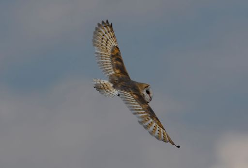 A selective focus of a barn owl flying over sunlit gloomy clouds blurred background